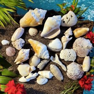 Seashells From South Padre Island Mixed Whole & Interesting Pieces.